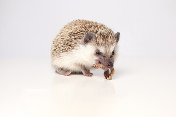 An African hedgehog on a white background eats a larva. Atelerix