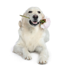 Cute Labrador Retriever with beautiful peony flower on white background