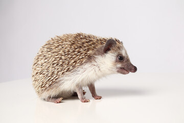 An African hedgehog on a white background eats a larva. Atelerix