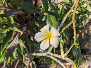 Turnera subulata is a species of flowering plant in the passionflower family known by the common names white buttercup, sulfur alder, politician's flower, dark-eyed turnera, and white alder.
