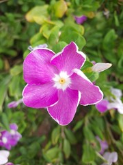 Purple flowers