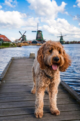 happy dog at the wooden pier of dutch city zaanse schans