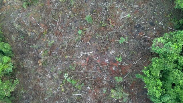 lots of  trees have been cut down in the forest malvan drone shot