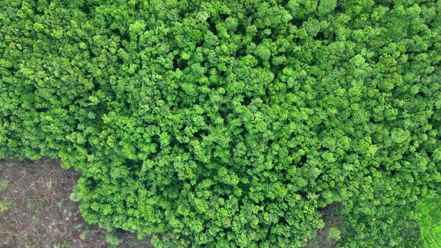 lots of  trees have been cut down in the forest malvan drone shot