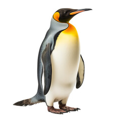 Fototapeta premium King Penguin isolated on white background