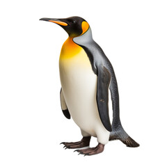 Fototapeta premium King Penguin isolated on white background