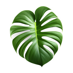 Monstera Leaf isolated on clean white backgound