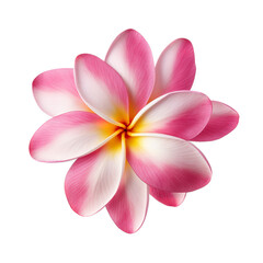 Plumeria isolated on clean white backgound