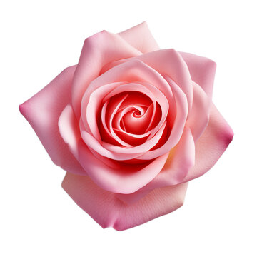 pink rose realistic stock image captured by proffesional photographer in shutterstock style isolated on clean white backgound