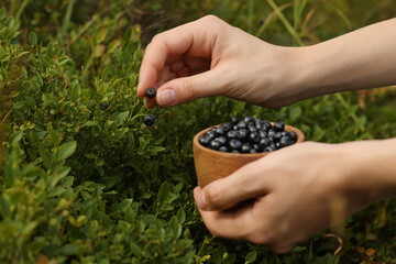 Woman picking up bilberries in forest, closeup