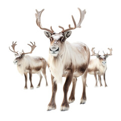 Reindeer Figures isolated on white background