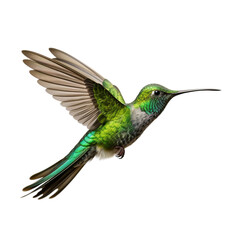 Sword-billed Hummingbird isolated on transparent backgound