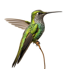 Fototapeta premium Sword-billed Hummingbird isolated on transparent backgound