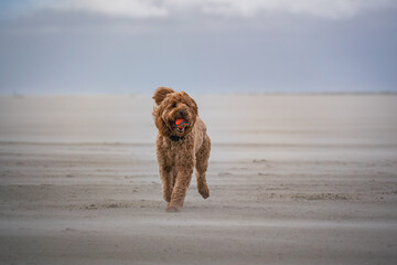 dog playing fetch on beach of schiermonnikoog