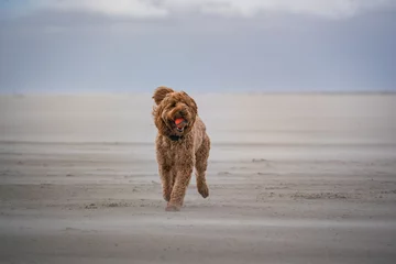 Papier Peint photo Lavable Mer du Nord, Pays-Bas dog playing fetch on beach of schiermonnikoog