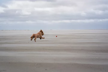Gartenposter Nordsee, Niederlande dog playing fetching the ball on beach of schiermonnikoog