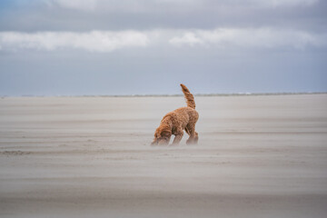 dog playing on the beach at schiermonnikoog