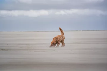 Fotobehang Noordzee, Nederland dog playing on the beach at schiermonnikoog