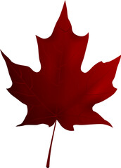 Beautiful autumn Maple leaf, png file no background