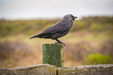 black crow sitting on wooden fence with blurry background