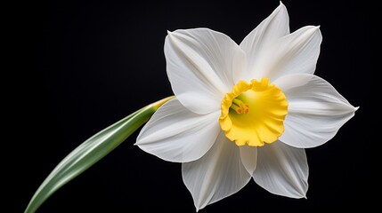 Obraz na płótnie Canvas daffodil on black Flower HD background