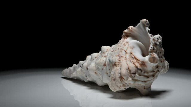 Knobbly Cerith shell (Cerithium nodulosum) rotating slowly against a black background.