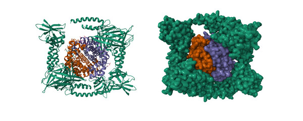 Human methemoglobin with the second and third NEAT domains of IsdH (green) from Staphylococcus aureus. 3D cartoon and Gaussian surface models, chain id color scheme, PDB 4ij2