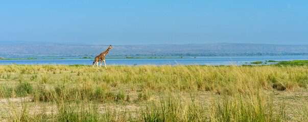 Giraffe in Murchison Falls National Park. Uganda  - 657572120