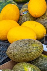 Different kinds of melon, yellow and green, on the counter of a street market stall. Healthy fruit. Real photo.