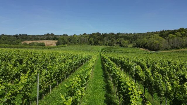 Low level drone shot tracking forward over English vineyard near Albury Surrey UK on a sunny August day