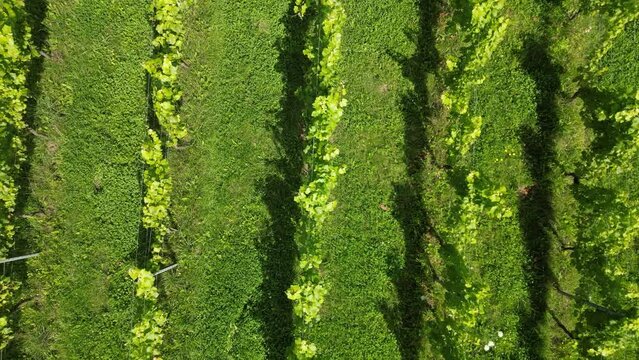 Drone shot rising up above English vineyard near Albury Surrey UK on a sunny August day