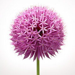 Allium flower realistic isolated on clean white backgound - obrazy, fototapety, plakaty