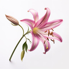 Naklejka premium Belladonna Lily realistic isolated on clean white backgound