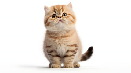 Cat kitty smile, playing in the park, on white background, Generative ai illustration.	
