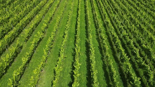 Drone shot moving forward looking down at rows of vines in English vineyard near Albury Surrey UK on a sunny August day