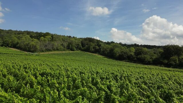 Drone shot panoramic view moving forwards over English vineyard near Albury Surrey UK on a sunny August day