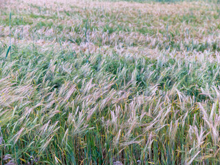 Fields of wheat at the end of summer fully ripe