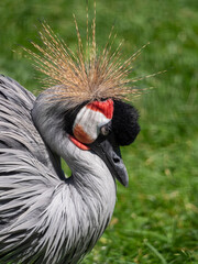 Fototapeta premium eautiful bird, Grey Crowned Crane with blue eye and red wattle