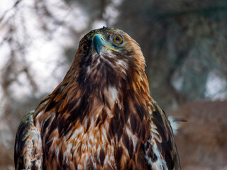 Bald Headed Eagle, close up shot with blurred background