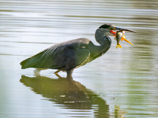 Grey Heron Catching a Fish