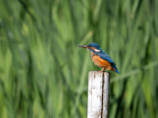 Kingfisher siting on a post fishing
