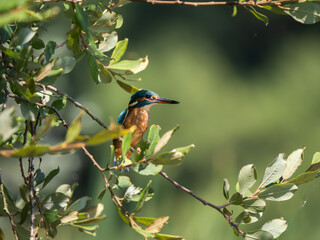 Kingfisher Perched on a Branch Fishing