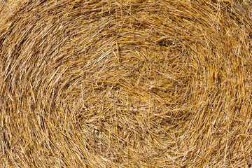 Rural landscape Golden straw texture background, close up