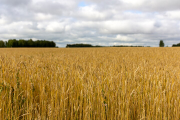 Yellow grain ready for harvest growing in a farm field