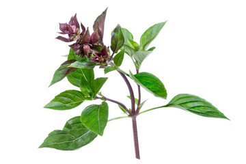 Red rubin basil bush This basil variety has unusual reddish-purple leaves, and a stronger flavour than sweet basil, making it most appealing for salads and garnishes. isolated on white background