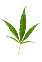 Green cannabis leaves isolated on white background. Growing medical marijuana. pharmaceutical.