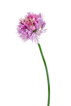Chive - Allium schoenoprasum close up on white background