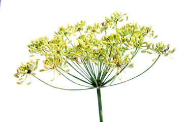 Bunch of fresh dill with flower isolated on white background. Kitchen and medicinal herbs - obrazy, fototapety, plakaty