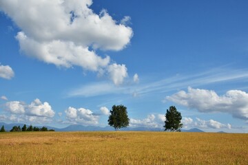 Fototapeta premium 丘に並ぶ木