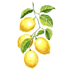 Lemons yellow on the brabch with green leaves. Hand drawn watercolor illustration isolated on white background For design, stickers, patterns, packaging, cards, textiles, embroidery.